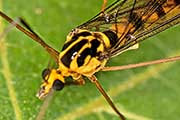 Crane Fly (Nephrotoma australasiae) (Nephrotoma australasiae)